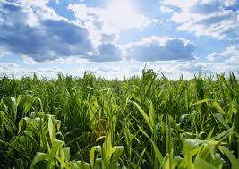 corn